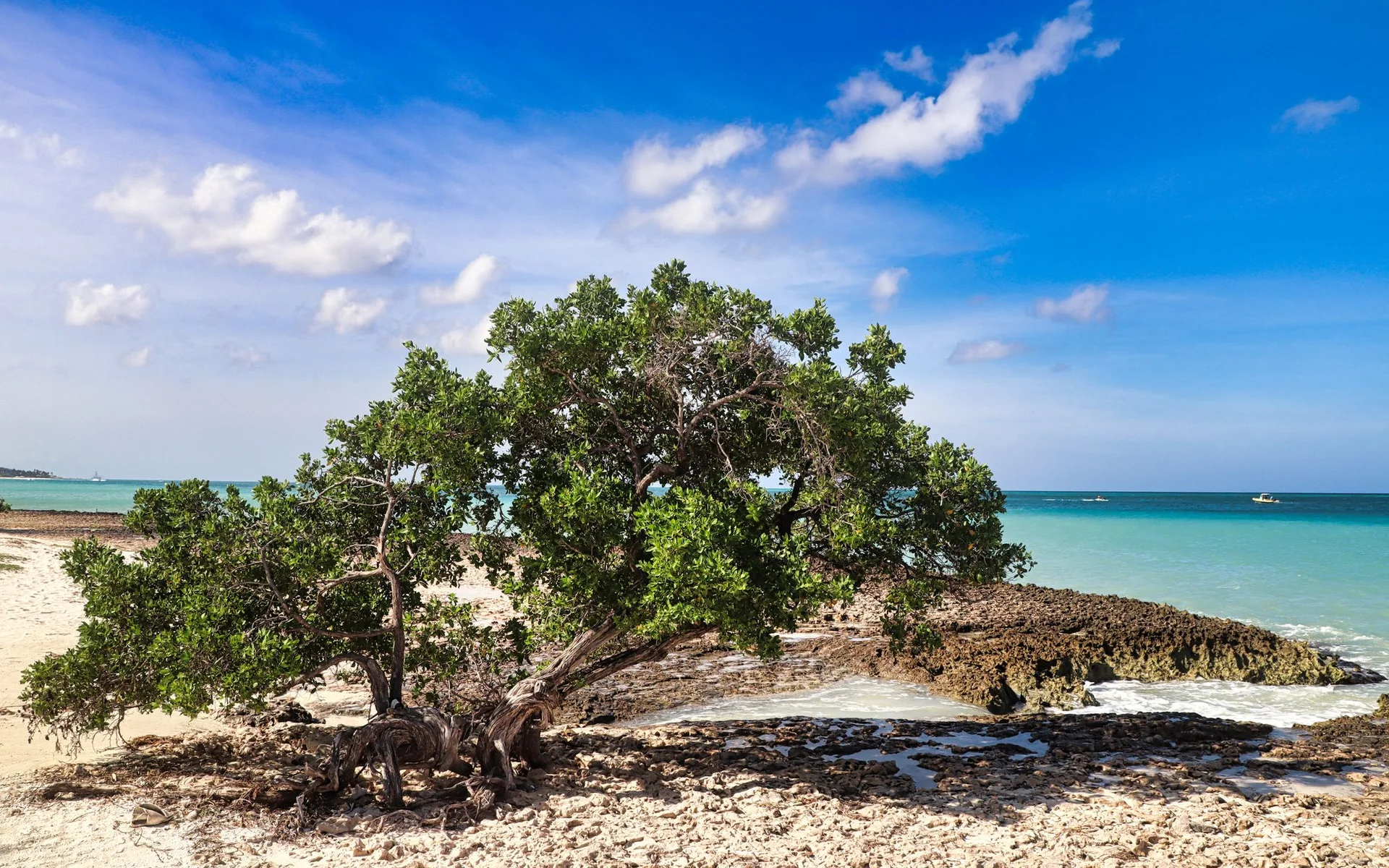Strom Divi-Divi na pláži v Oranjestade, Aruba
