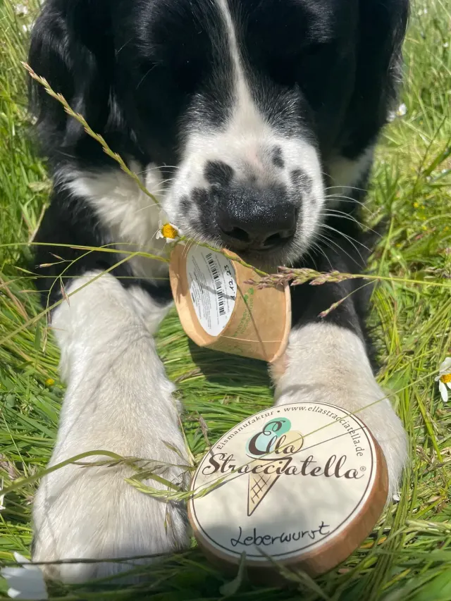 BookNoFees: Zmrzlina – Ella Stracciatella Eismanufaktur – Iserlohn – Ella Stracciatella Eismanufaktur, fotka 3