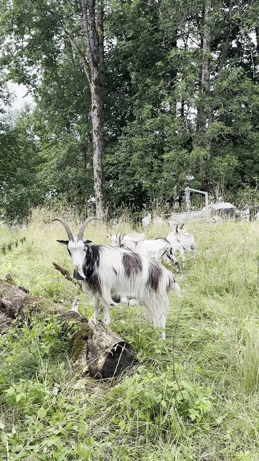 BookNoFees: Kaviareň – Bogstad gård kafé – Oslo – Bogstad gård kafé, fotka 2